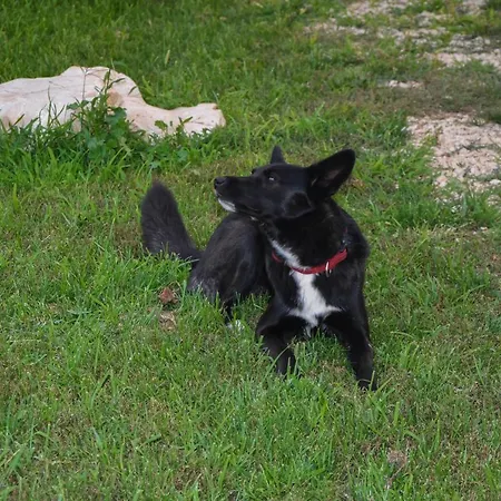 Kutija With Heated Pool Sveti Filip i Jakov